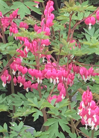 Dicentra spectabilis 